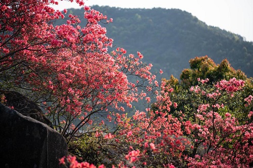 人间芳菲盛 杜鹃花开迎客来