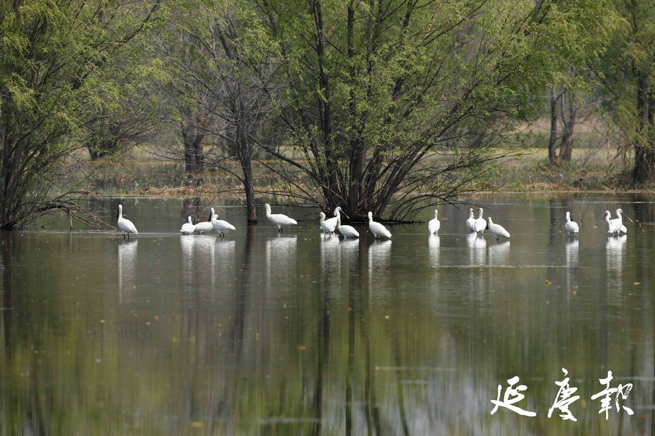 专家“智囊团”为野鸭湖贡献“金点子”
