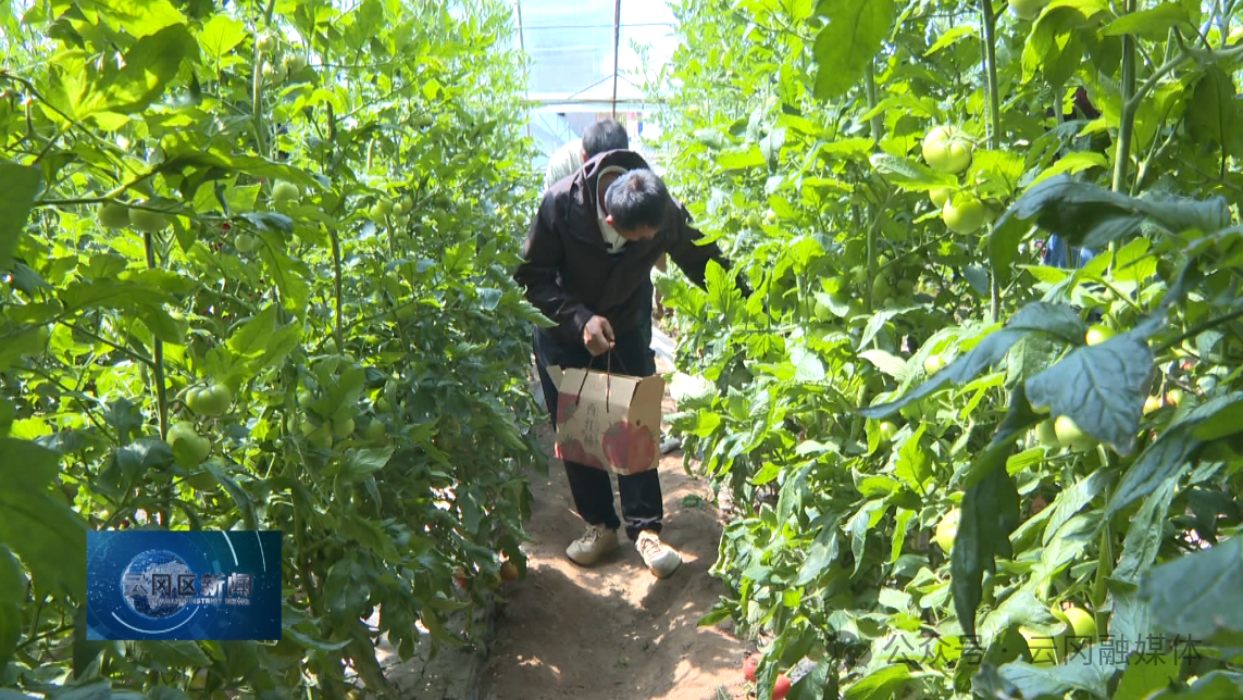 【乡村振兴第一线】盛夏果蔬丰收季 特色种植助力乡村振兴