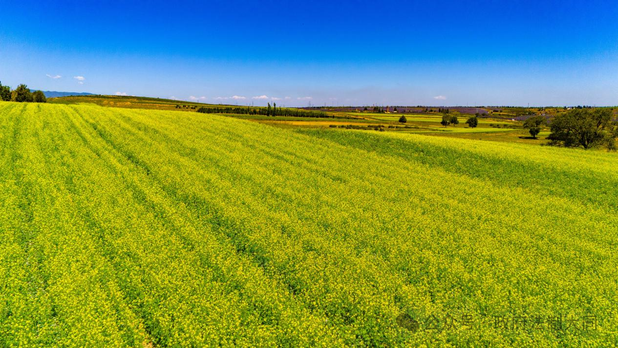 山西大同小杂粮变身农民“致富粮” 助推农业转型升级