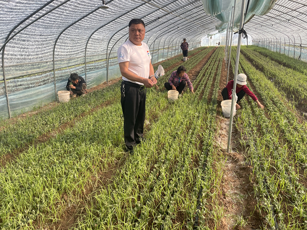 江苏新沂市窑湾镇：“头雁”代表踔厉奋发，产业振兴画卷铺展