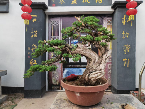 山东枣庄著名书画家、著名盆景讲师——崔培成(图5)