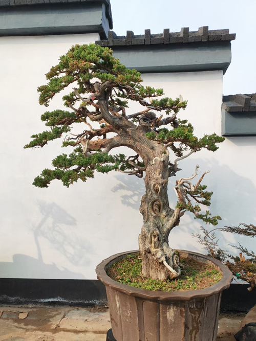 山东枣庄著名书画家、著名盆景讲师——崔培成(图7)