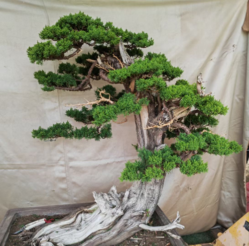 山东枣庄著名书画家、著名盆景讲师——崔培成(图8)