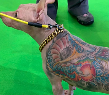 小狗身上纹青龙？别让畸形营销刺伤宠物经济