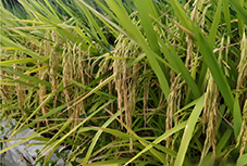 口感香甜  南充高坪着力打造“特色”农产品“农家米”品牌