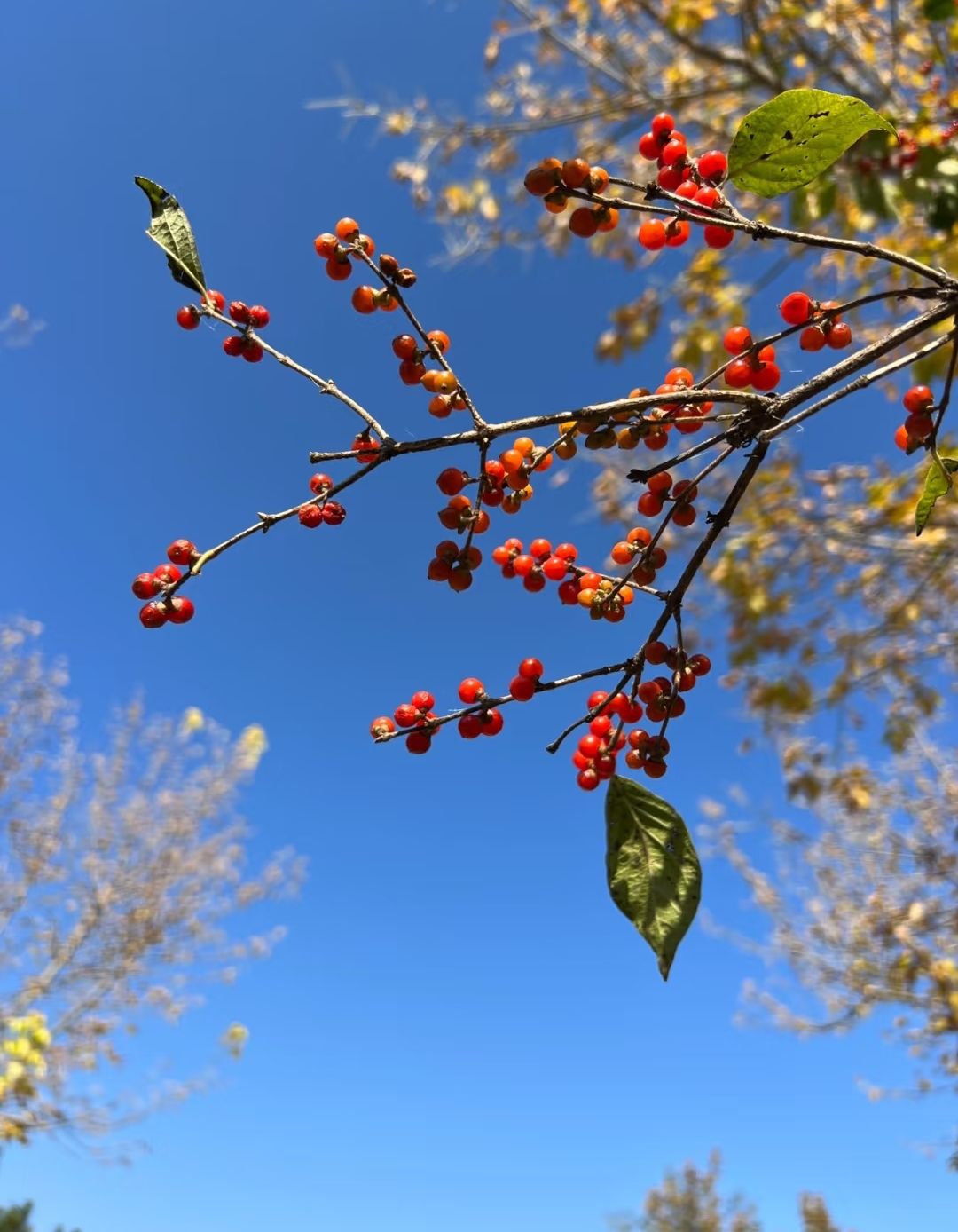 枝头上的红果子