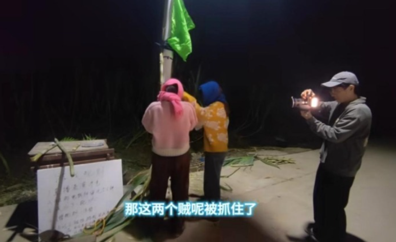 “可偷甘蔗地”多地爆火，浙江首创者：比往年传统售卖增收4倍，被农业局邀请做推广