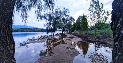 《水湄柳的二重影》